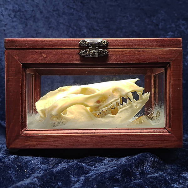 Medium Spirit Box - Image 4